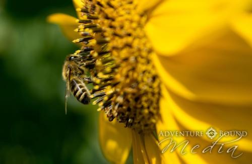 DSC 0200-Edit bee sm