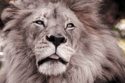 Lion 2 no writing