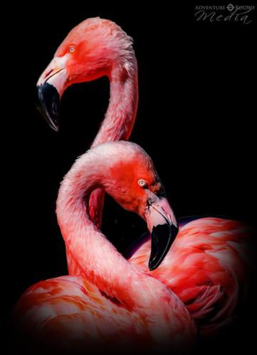flamingo2 edited sm